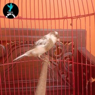 burung kenari af jantan paud