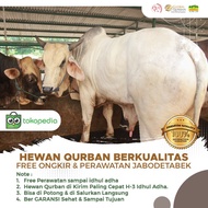 Qurban dengan Hewan Qurban Sapi Qurban Basic BB 300 Kg Up