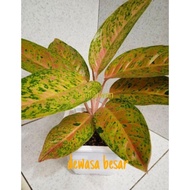 Tanaman hias aglaonema big roy/ aglonema big roy/ lulaiwan ukuran