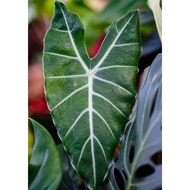 ว่านพญางูจงอาง Alocasia longiloba (ป้องกันงูเข้าบ้าน ) ขายเป็นหัว