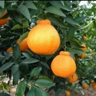 bibit murah jeruk dekopon