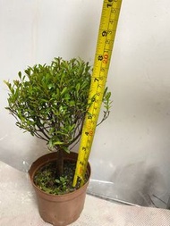 赤楠小葉植物盆栽綠植｜家居辦公室綠化美化環境