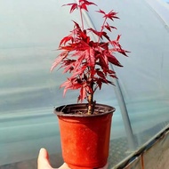 Red Maple Tree Seedlings Four Seasons Red Indoor Desktop Bonsai Dwarf Maple Tree Red Dance Ji Old Pile Cold-Resistant Ba