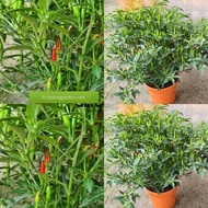 Anak Pokok Chili Plant Hot/ Pokok Cili Api