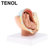 [TENOL] 9th Month Fetus/Foetus   Models Human Fetal Development Model Lab Supplies Educative