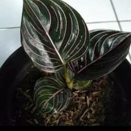 tanaman hias aglonema rotundum Aceh - tanaman aglonema