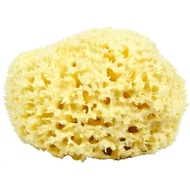Sponge Full Centimeter Cut Natural 7 Honeycomb Approximately Recycled Fur Sea Approximate Sponge Lar