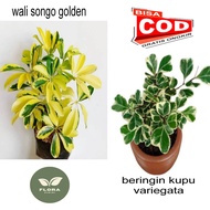 Paket 2 tanaman wali songo golden dan beringin kupj variegata