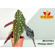 KF - Begonia Maculata // Begonia Polka Dot // Rare // LivePlant // KFTANGARDEN