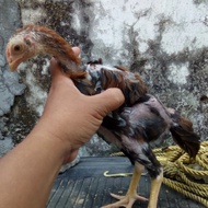 Anakan Ayam ShamoTrad Ekor Lidi Tulangan Besar Trah Petarung