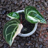 anthurium crystallinum variegata / crystallinum variegata