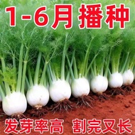 Ball Stem Fennel Seeds Four Seasons Sowing Fennel Seeds Balcony Potted Vegetable Seeds Edible Fennel