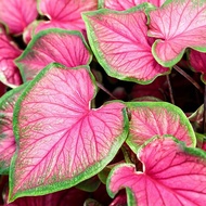 UtopiaSeeds Florida Sweetheart Caladium Bulb - Fancy Leaf Caladium - 1 Caladium Root