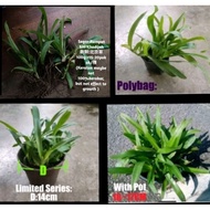 Takde COD/No COD:Anak Pokok Rumput Siti Khadijah / Beijing Spiderwort Baby Live Plant (Beijing Grass) / 北京草幼苗