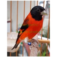 Burung Red siskin Klasik Jantan Gacoran Istimewa