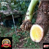 BIBIT TALAS BENENG JUMBO
