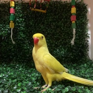 indian ringneck lutino burung