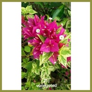 ❧ ✲ ◲ SALE!! RARE BOUGAINVILLEA CUTTINGS