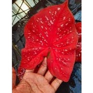 tanah untuk tanaman keladi 10kg + hadiah baja = RM15