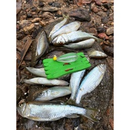Ditch Bait