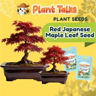 Plant Talks Red Japanese Maple Bonsai Plant Seed Bloodgood Ornamental Acer Palmatum Gardening Plants