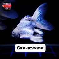 ikan koi short body butterfly koi slayer sb import exotic fish
