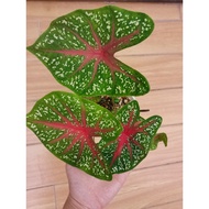 Caladium Red Star Plant