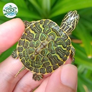 red belly nelsoni / kura red belly nelsoni