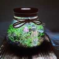 【苔療癒】生態瓶DIY材料包/辦公室療癒小物/居家植栽/生日禮物