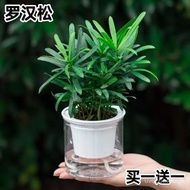罗汉松盆栽绿植小叶雀舌罗汉松水培植物桌面室内耐四季常青花苗现货 FJPQ