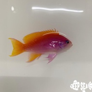 Ikan Hias Air Laut Anthias Bimac