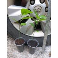 Panama Rose Gold Passion Fruit Tree 巴拿马玫瑰香黄金百香果树苗