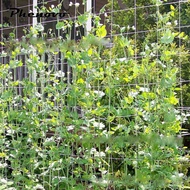 [Phenovo] Nylon Garden Trellis Netting for Tomatoes/Beans/Vines Plant 1.35 x 2.7m