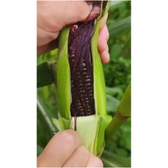 Best ( 100 Gram ) Benih Jagung Hitam | Jagung Ketan Hitam