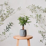 [9.9] Pachira Aquatica aka Money Tree/ Live Indoor Plant