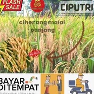 New Benih Padi Unggul Ciputri / Bibit Padi Ciputri Berkualitas Kemasan