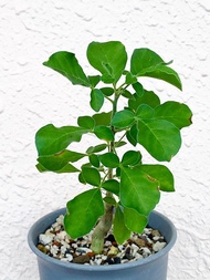 白皮地丁橄欖Commiphora drake-brockmanii