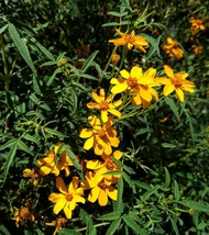 水果萬壽菊(芳香萬壽菊)-----種子