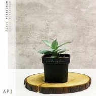 原種龍舌蘭｜吉祥冠龍舌蘭AP1｜Agave potatorum