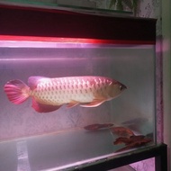 Arwana Golden Red RTG jumbo 40cm