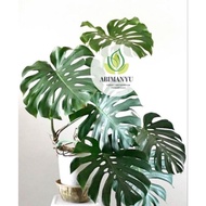 Monstera King/Monstera Deliciousa & Monstera Borsigiana ready to display