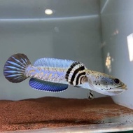 New Channa blue pulchra 10-12 cm singel tank flaring