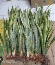 Uprooted Snake Plant 3 Leaves (Sansevieria Trifasciata) with FREE white pebbles (Indoor Plant, Real 