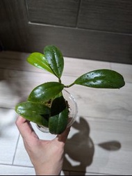 Hoya Incrassata 毬蘭