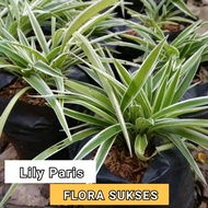 Tanaman Hias Lili Paris Lily Paris Lili Varis Original Flora bibit lili paris bunga bulu ayam