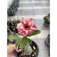 Thailand Adenium / 泰国富贵花