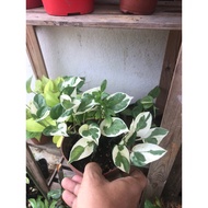 GardenTiger Money Plant NJoy Pothos