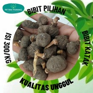 Bibit Porang Katak Super isi/kg 300 up harga per biji 1450