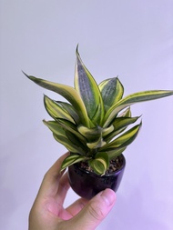 短葉金邊虎尾蘭 小盆栽 家居綠植