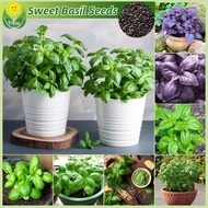 โหระพาอิตาเลี่ยน โหระพาฝรั่ง เบซิลใบใหญ่ เมล็ดพันธุ์ 200 เมล็ด Italian Basil Plant Seeds Herb Seeds 